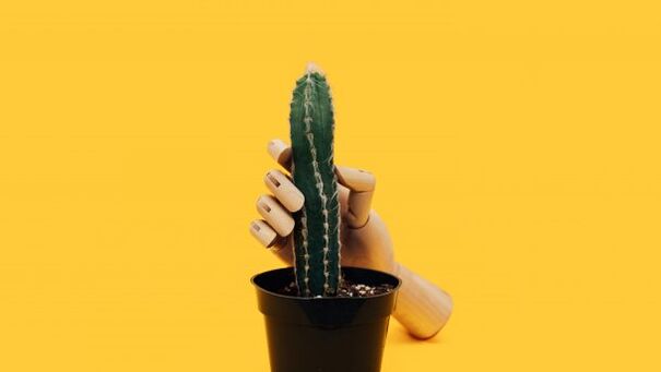 Penistjocklek med exempel på en kaktus